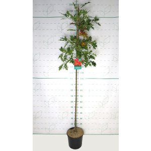 Quercus texana "New Madrid" 10L 190/200