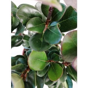 Raphiolepsis umbellata 2.5L Deco 25/30