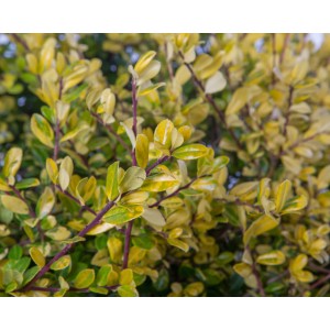 Ilex aquifolium "Argentea Marginata" 30L Ht 70 120/130