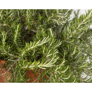 Rosmarinus officinalis "Prostratus" M11