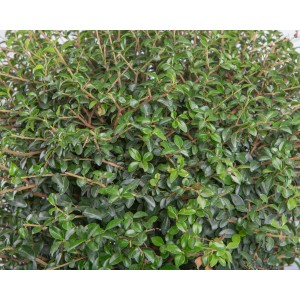 Ligustrum jonandrum 90L Espiral 200