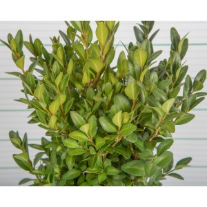 Buxus microphylla "Faulkner" 2L 15/20