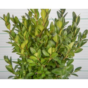 Buxus microphylla "Faulkner" 2L 20/25