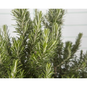 Rosmarinus officinalis M14 10/15