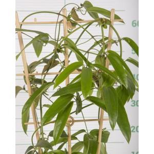 Clematis armandii 5.5L 1 Tutor 120 