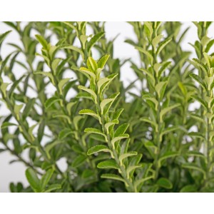 Euonymus mycrophyllus "Green Spire" 3L 30/35