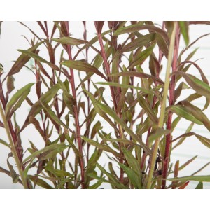 Gaura sp. 2L R/C lindheimeri "Graceful White"; "Monarch White"
