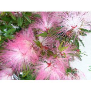 Calliandra surinamensis "Dixie Pink" 5L Deco Ht 40 60/80