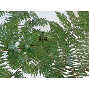 Cyathea cooperi 10L Deco 100/150