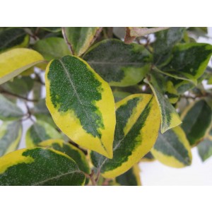 Elaeagnus x ebbingei "Gilt Edge" 3L 30/40