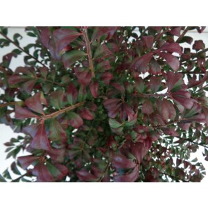 Euonymus alatus "Compactus" 15L Deco 50/60