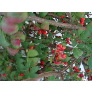 Euonymus alatus "Compactus" 2.5L Deco 15/20