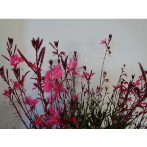 Gaura lindhemeri "Syskiyou Pink"  2L R/C