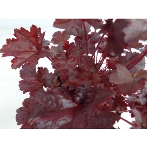 Heuchera sp 2L R/C  