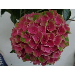 Hydrangea Magical ® Four Seasons ® 5L 40/50