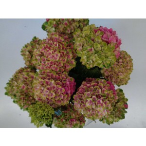 Hydrangea Magical ® Four Seasons ® 15L 60/80