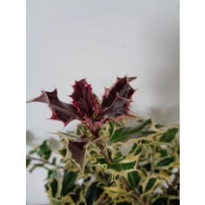 Ilex aquifolium "Argentea Marginata" 2.5L 25/35