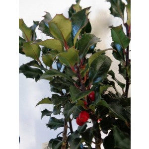 Ilex meserveae "Blue Angel" 5L Ht 50 60/80 DC 30/40