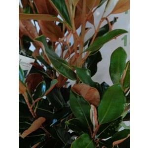 Magnolia grandiflora "Little Gem" 10L Ht 120/130 170/200 Ø6-8