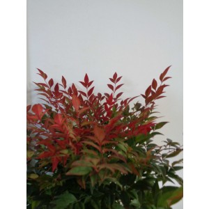 Nandina domestica "Gulf Stream" 15L Deco 100/120