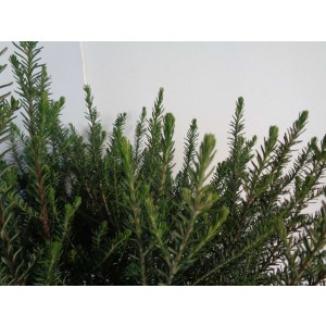 Ozothamnus rosmarinifolius 10L 30/40