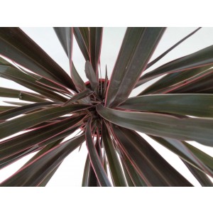 Phormium "Pink Stripe" 3L 3-4 30/40