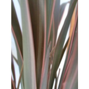 Phormium "Pink Stripe" 10L Deco 5-7 70/90