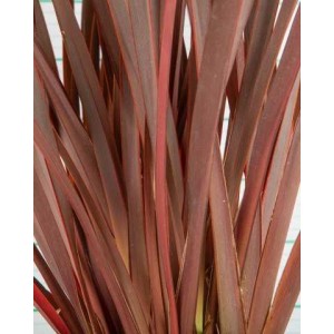 Phormium tenax "Purpureum" 5L 4-6 60/80