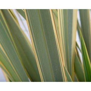 Phormium tenax "Variegata" 5L 3-4 70/90