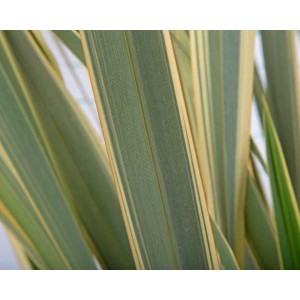 Phormium tenax "Variegata" 5L Deco 2-4 60/80