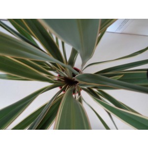 Phormium tenax "Variegata" 15L 8-10 80/100