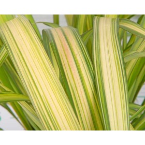 Phormium "Yellow Wave" 3L 3-4 30/40