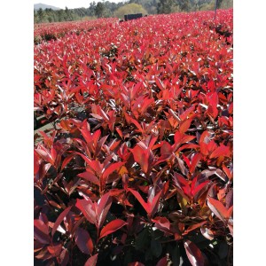 Photinia x fraseri "Red Robin" 20L 100/110