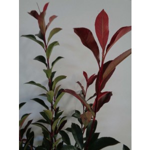 Photinia x fraseri "Carre Rouge" 20L 80/100