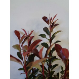 Photinia x fraseri "Carre Rouge" 35L 120/130