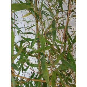 Phyllostachys aurea 15L 5-7 250/300