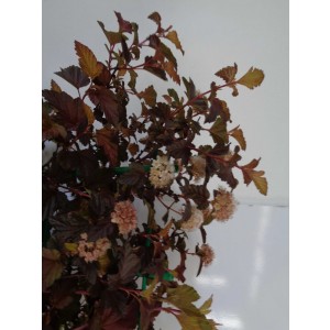 Physocarpus opulifolius "Little Angel" ® 10L 30/40