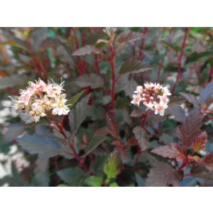 Physocarpus opulifolius "Little Joker" ® 10L 30/40