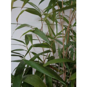 Pseudosasa japonica 15L 10-12 150/200