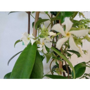 Trachelospermum jasminoides 5.5L 1 Tutores 120