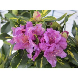 Rhododendron hibrido 10L 60/80 DP 80/100 