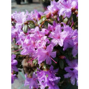 Rhododendron enano 2.5L 15/25 