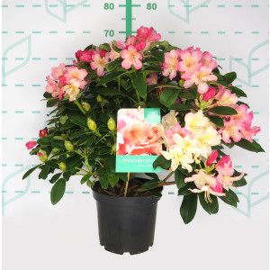 Rhododendron hibrido 5L 45/60 