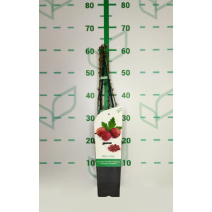 Ribes crispa "Hinnonmaki Red" 2L 4 Tutores 60  60 L1