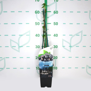 Ribes nigrum "Titania" 2L Alto 4 Tutores 60 (grosella negra) L2