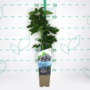 Ribes nigrum "Titania" 2L Alto 4 Tutores 60 (grosella negra) L2