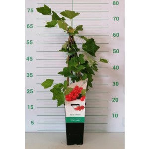 Ribes crispa "Fredonia" 2L Alto 4 Tutores 60 (Grosella Roja)