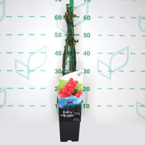 Ribes rubrum "Jonkheer van Tets" 2L Alto 4 Tutores 60  (Grosella Roja) L2