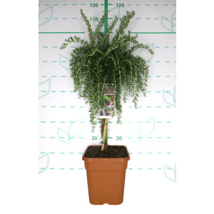 Rosmarinus officinalis "Prostratus" 11L Cuadrada Ht 50 80/90