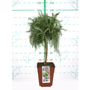 Rosmarinus officinalis "Prostratus" 11L Cuadrada Ht 50 80/90